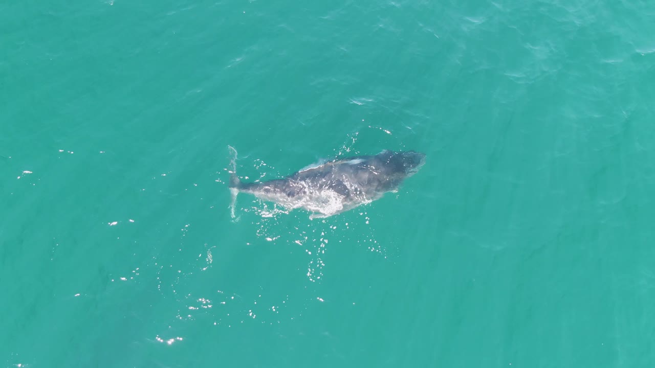 Top-down view of the whale in clear turquoise water at Punta Gorda Beach, with its darker back near the surface, tail visible, and no visible people.