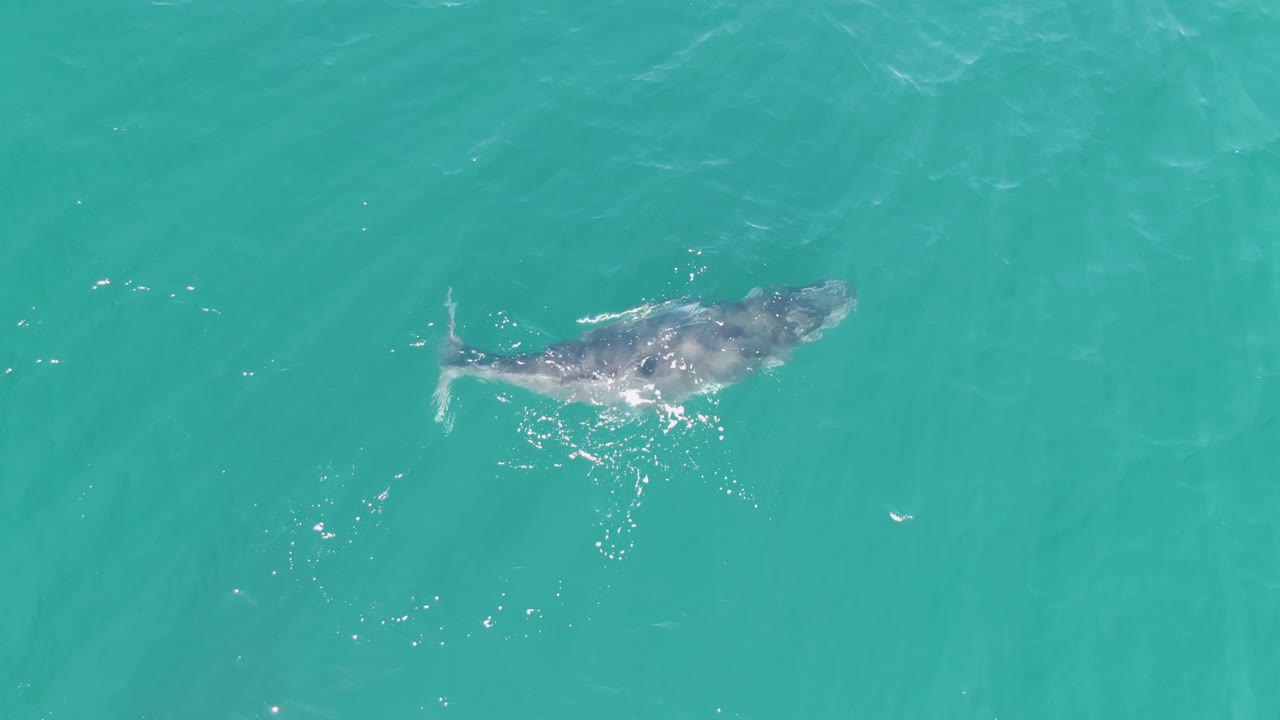 Overhead shot of the whale shifted lower in frame in turquoise ocean water at Punta Gorda Beach, with small bubbles and no visible people.
