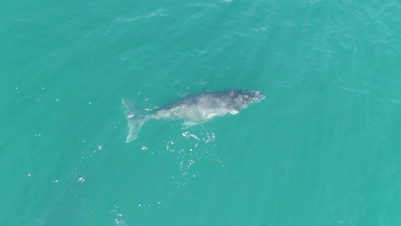 Whale swimming below turquoise ocean surface