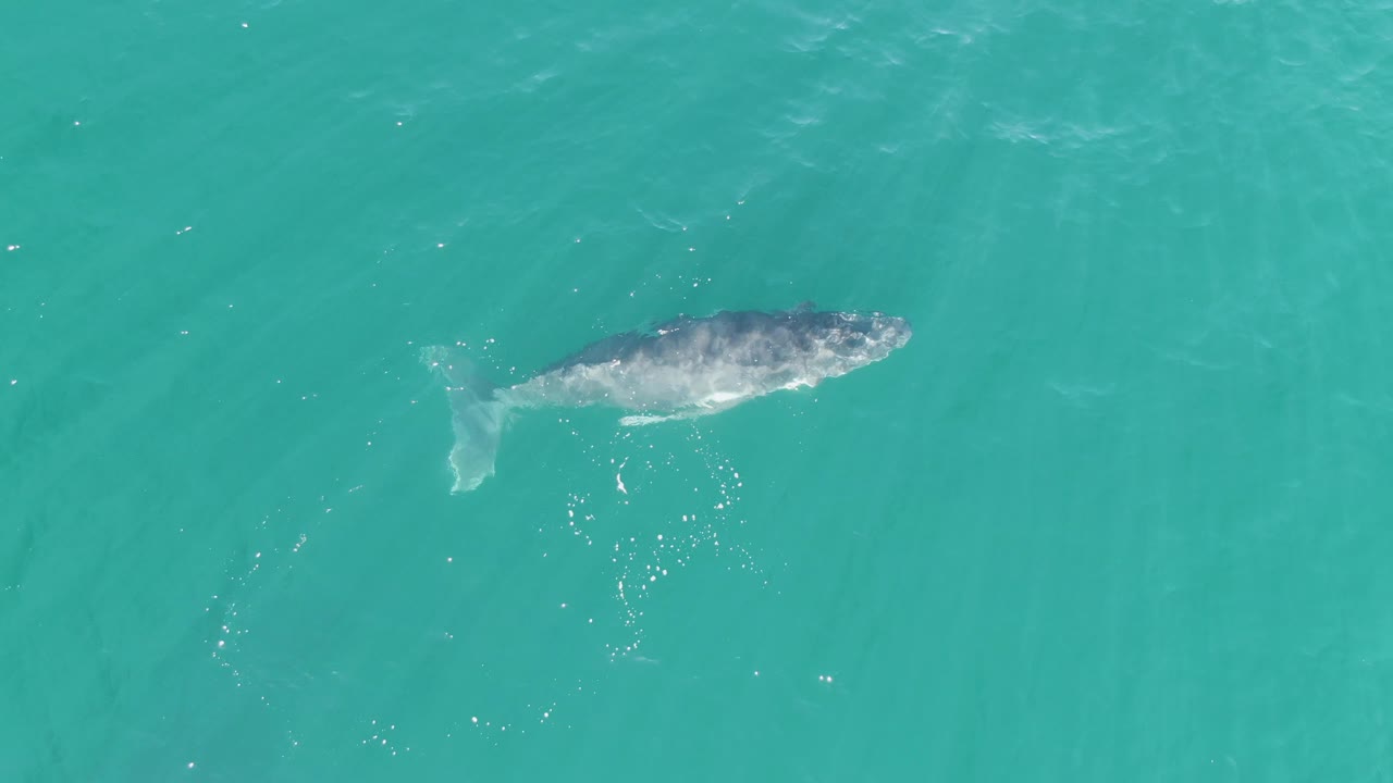 The whale remains just under the surface in turquoise water at Punta Gorda Beach, with brighter ripples forming around its back and no visible people.