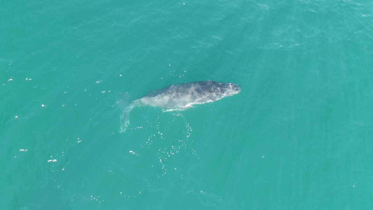 A whale is seen from above in Baja California Sur turquoise ocean, with scattered white bubbles beside its body and no visible people or boats.