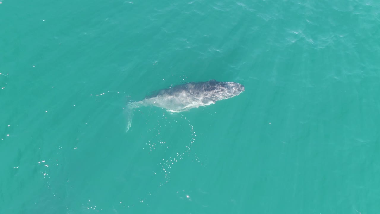The whale appears lower in the overhead frame at Punta Gorda Beach, surrounded by uninterrupted turquoise water and faint ripples, with no visible people.
