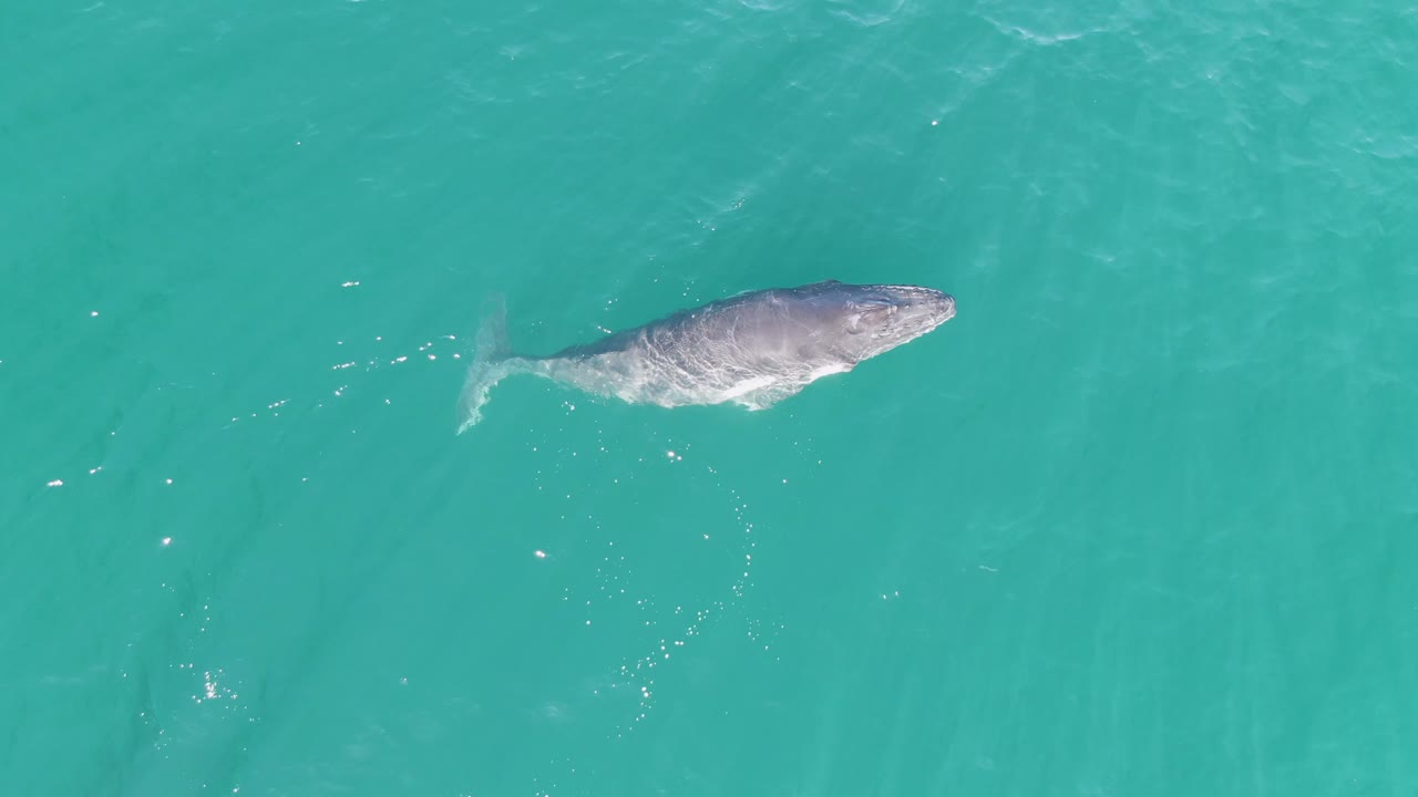 Whale swimming near the surface in turquoise ocean water.