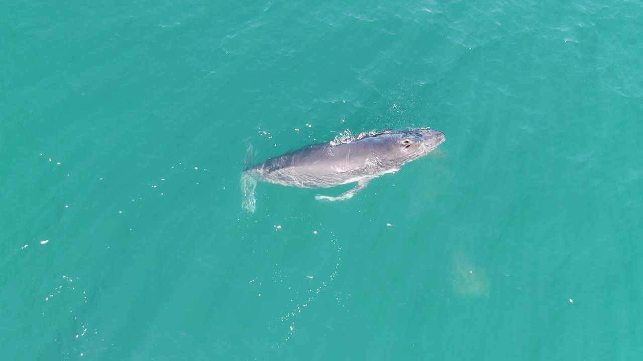 A whale appears closer to the surface in open turquoise water at Punta Gorda Beach, Baja California Sur, Mexico, with a pale wake trailing behind it and no visible people.