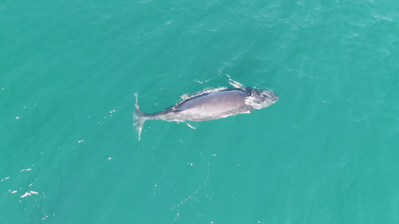 The whale reaches the surface in turquoise ocean water at Punta Gorda Beach, Baja California Sur, Mexico, with brighter ripples around its head and tail area and no visible people.