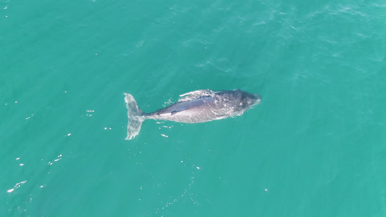 An overhead frame shows the whale continuing across clear turquoise water at Punta Gorda Beach, Baja California Sur, Mexico, with its tail visible to the left and no visible people.