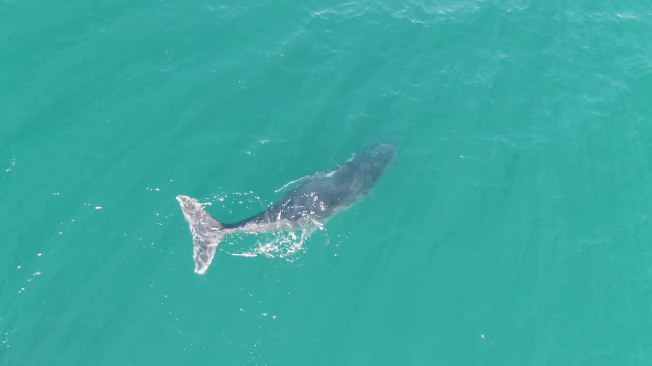 At Punta Gorda Beach in Baja California Sur, a whale is seen from overhead near the upper-left of the frame, with its pale tail fluke breaking the turquoise water and no visible people.
