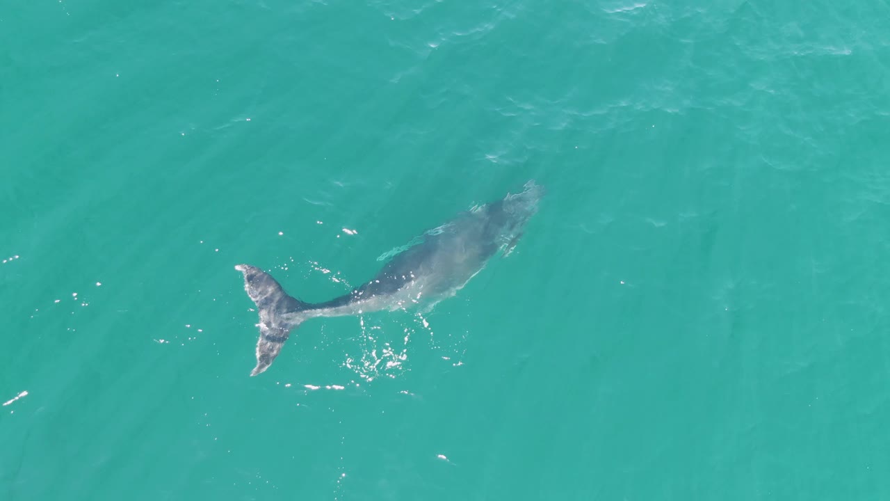 At Punta Gorda Beach in Baja California Sur, the whale appears farther across open turquoise water, with a curved dark body, pale tail fluke, surface sparkles, and no visible people.