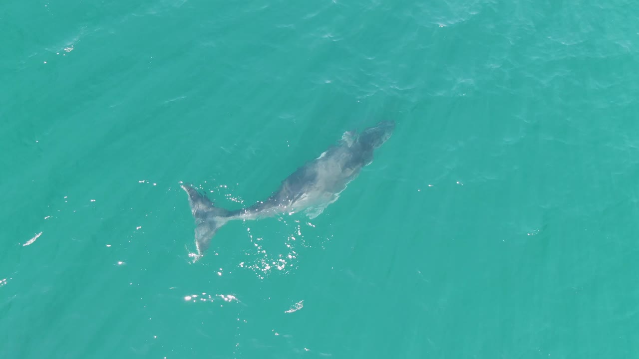 At Punta Gorda Beach in Baja California Sur, the whale is angled toward the right side of the frame, partly muted by the water surface, with small splashes near the tail and no visible people.