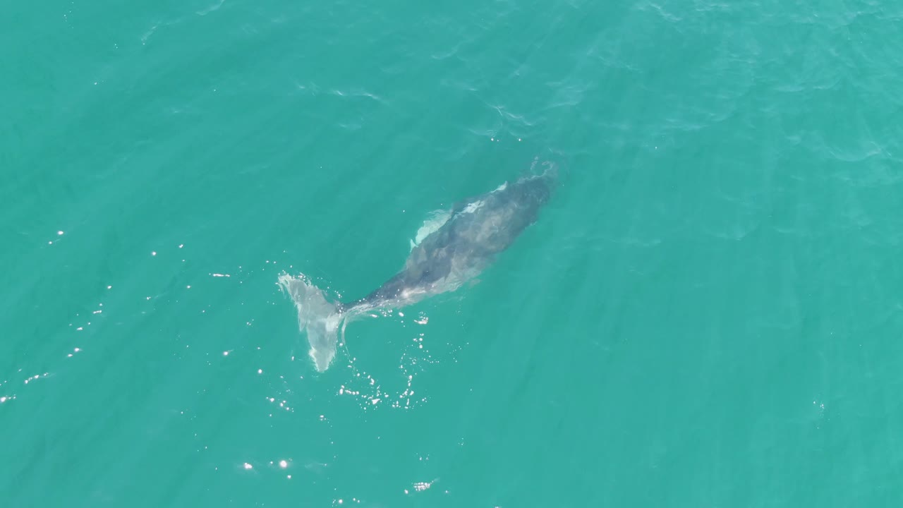 Whale near lower-left frame under teal ocean water