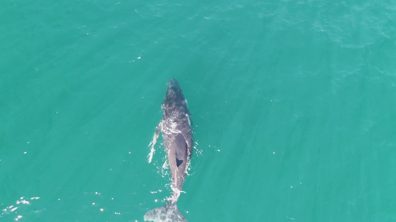Overhead view of a humpback whale near the surface at Punta Gorda Beach, Baja California Sur, Mexico, with its tail trailing in turquoise water and no visible people.