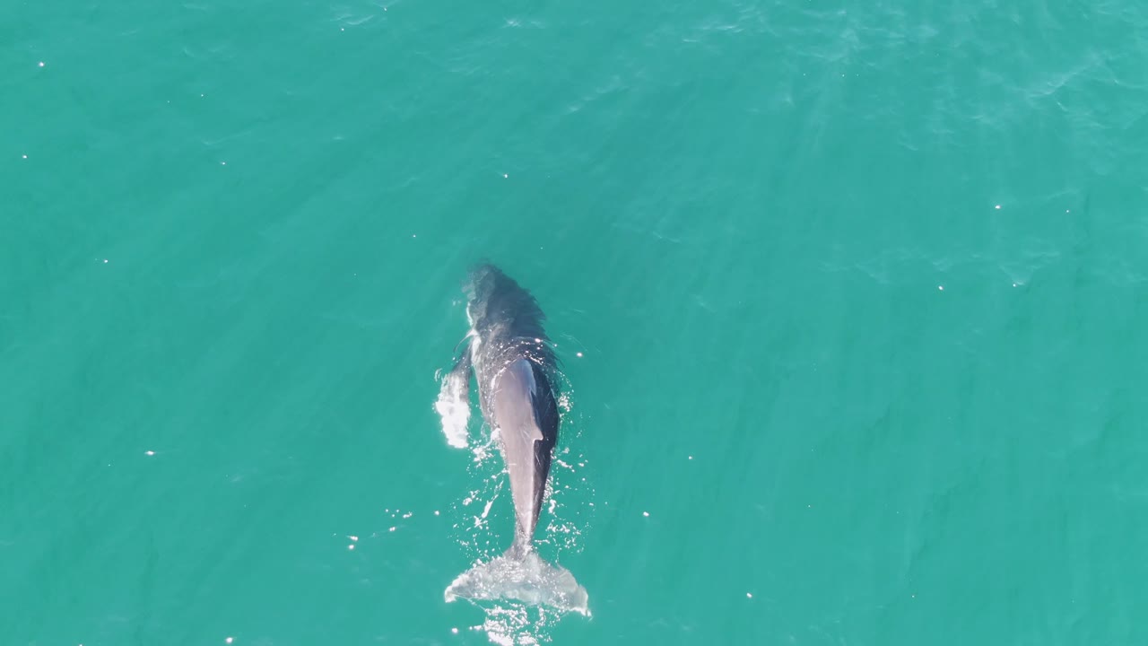 Humpback whale tail flukes splash at the ocean surface.