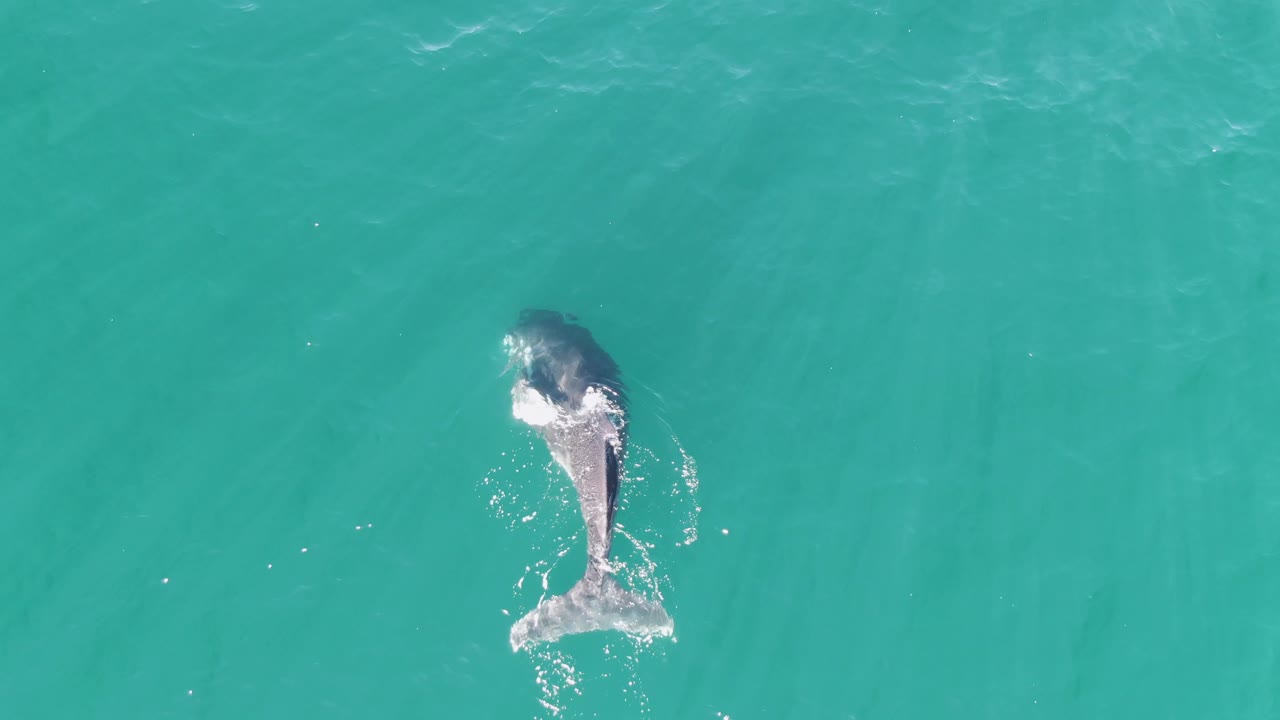 The whale appears angled across the turquoise water at Punta Gorda Beach, Baja California Sur, Mexico, with disturbed surface water near its flukes and no visible people.