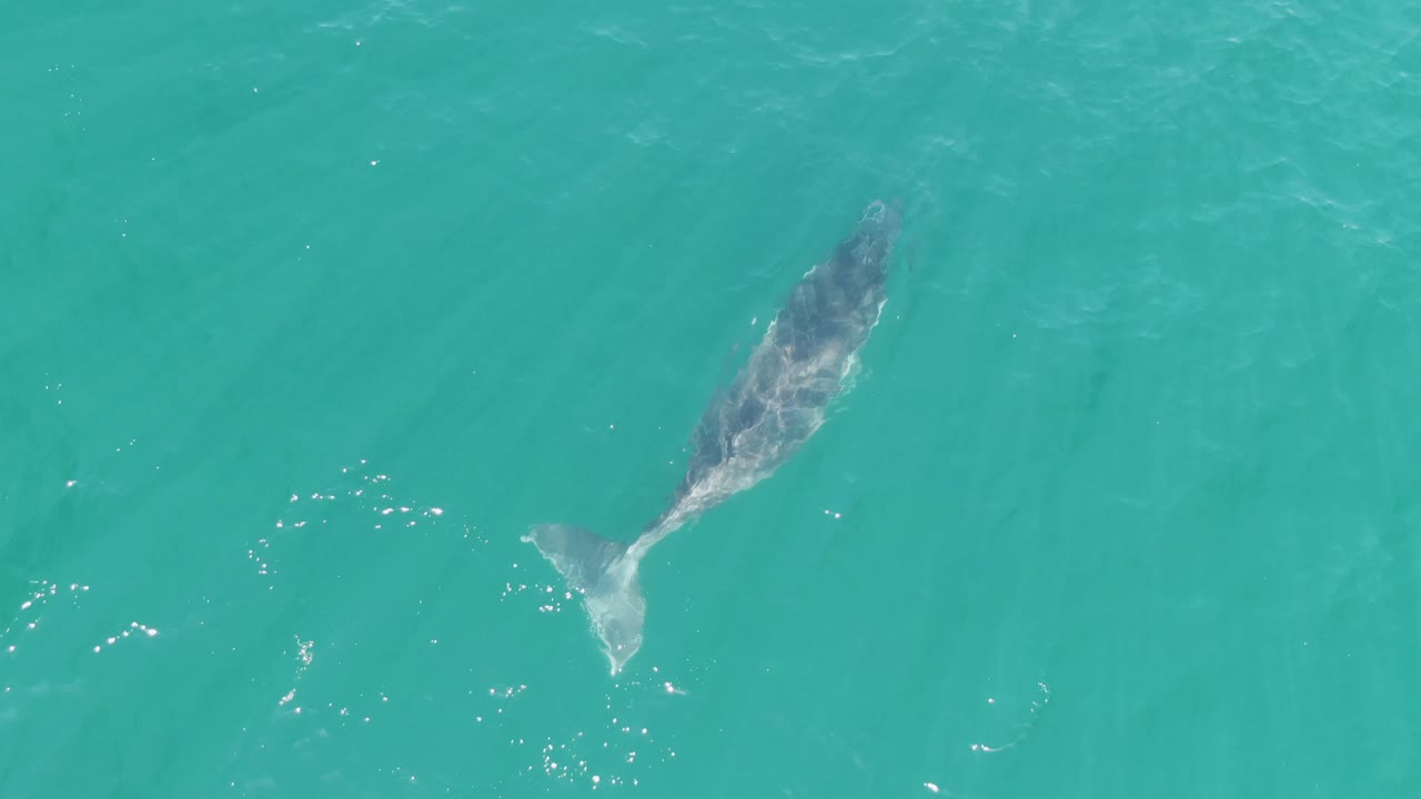 Whale swimming beneath turquoise ocean water from above.