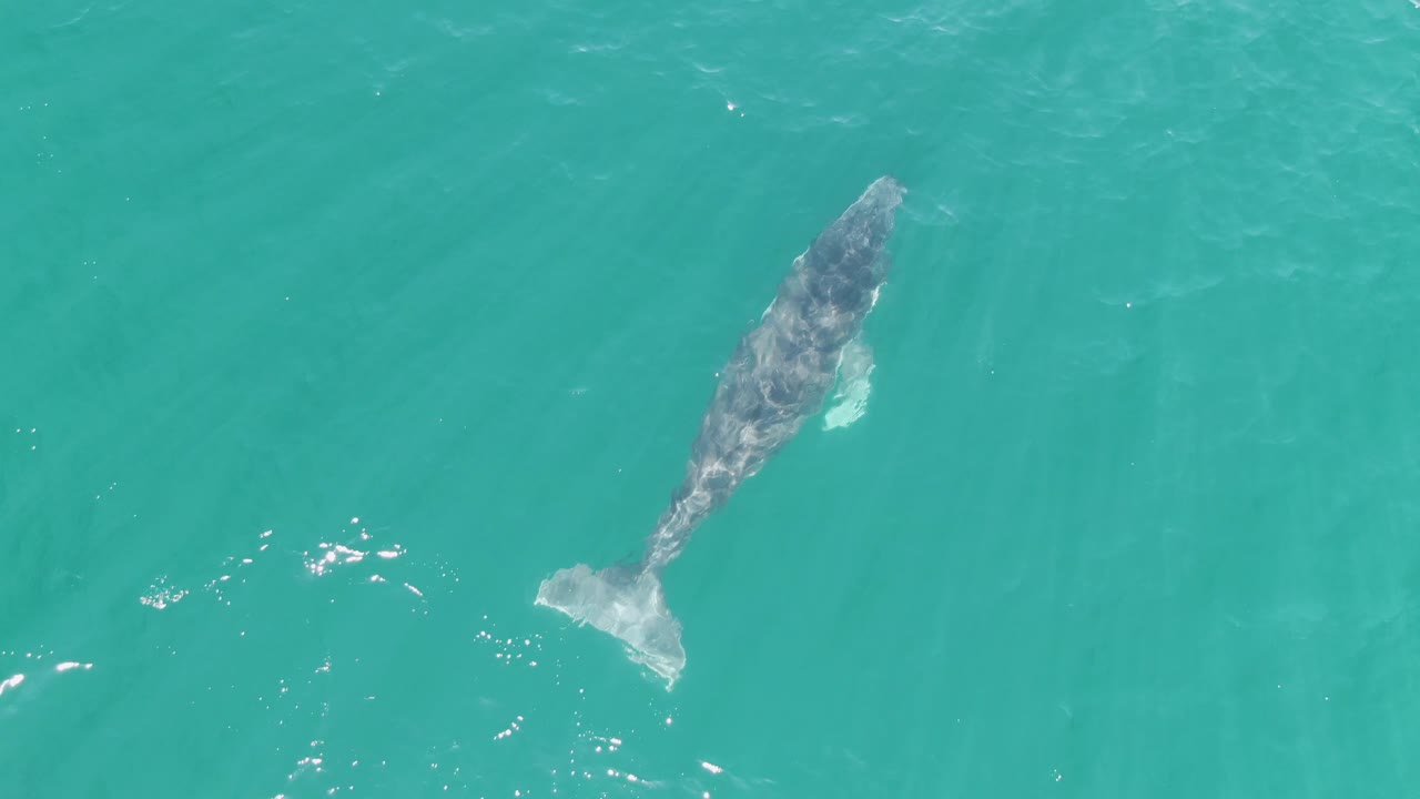 Overhead frame of the whale angled through clear turquoise water at Punta Gorda Beach, Baja California Sur, with its tail brighter near the surface and no visible people.