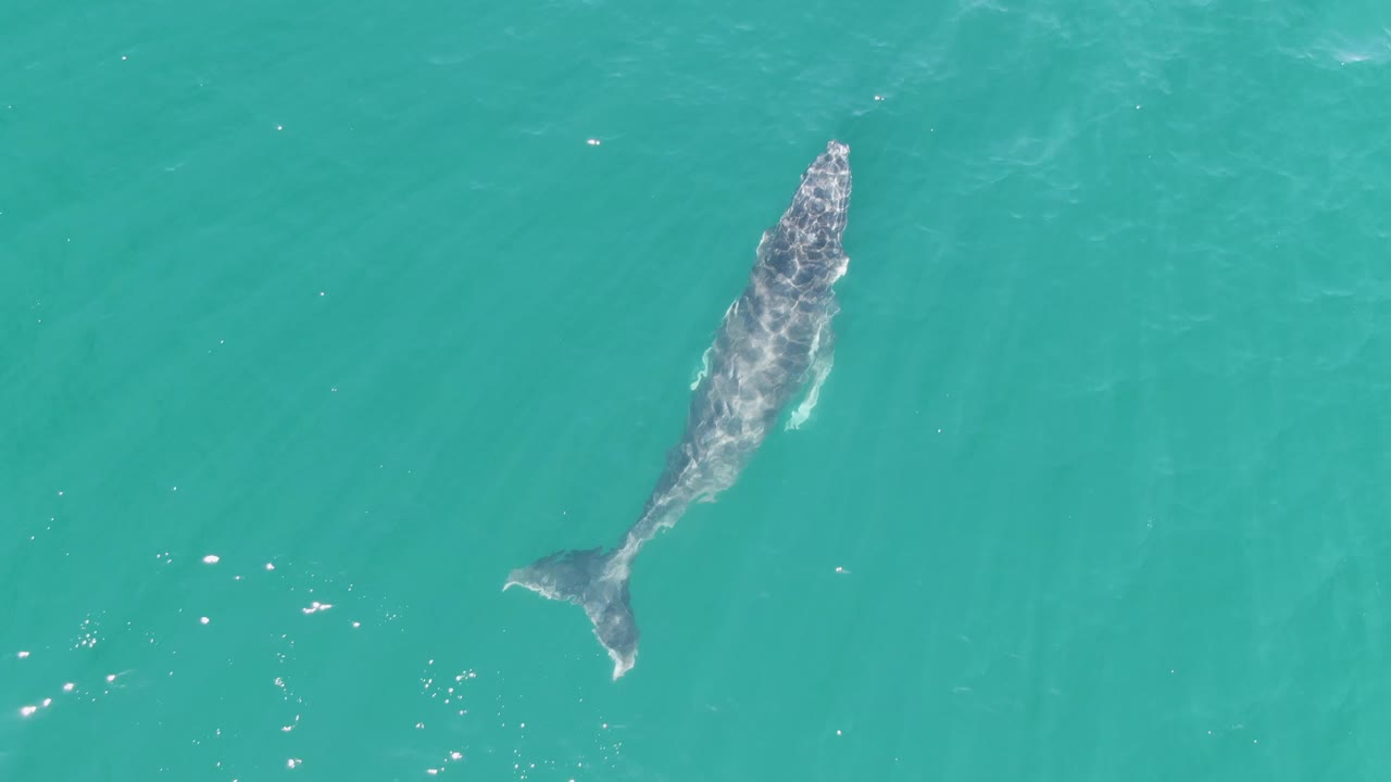 The whale appears near the upper right of the overhead frame at Punta Gorda Beach, Baja California Sur, with faint wake marks and no visible people.