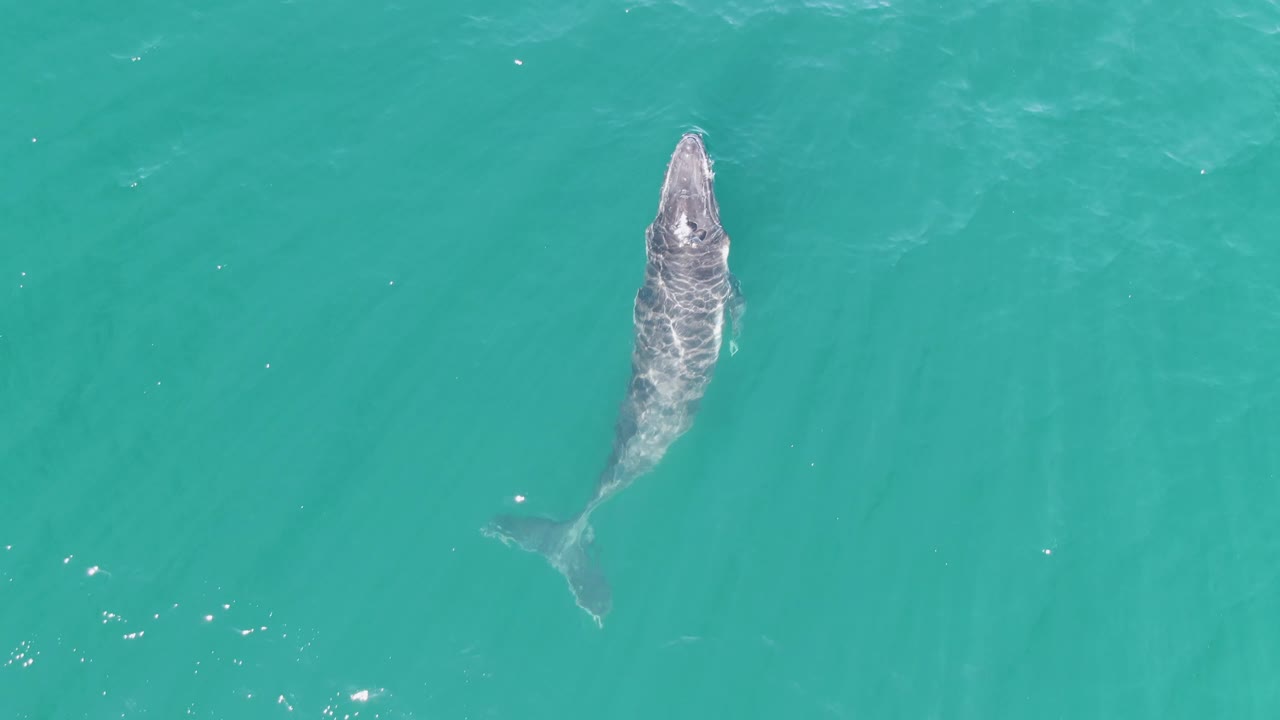 Top-down view of the whale lower in the frame at Punta Gorda Beach, Baja California Sur, with its back and tail visible through turquoise water and no visible people.