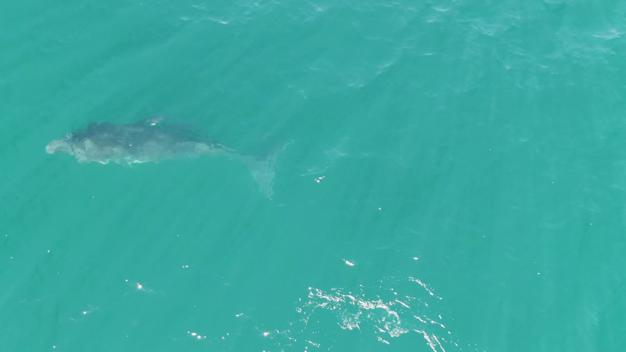 Whale beneath turquoise ocean water viewed from above