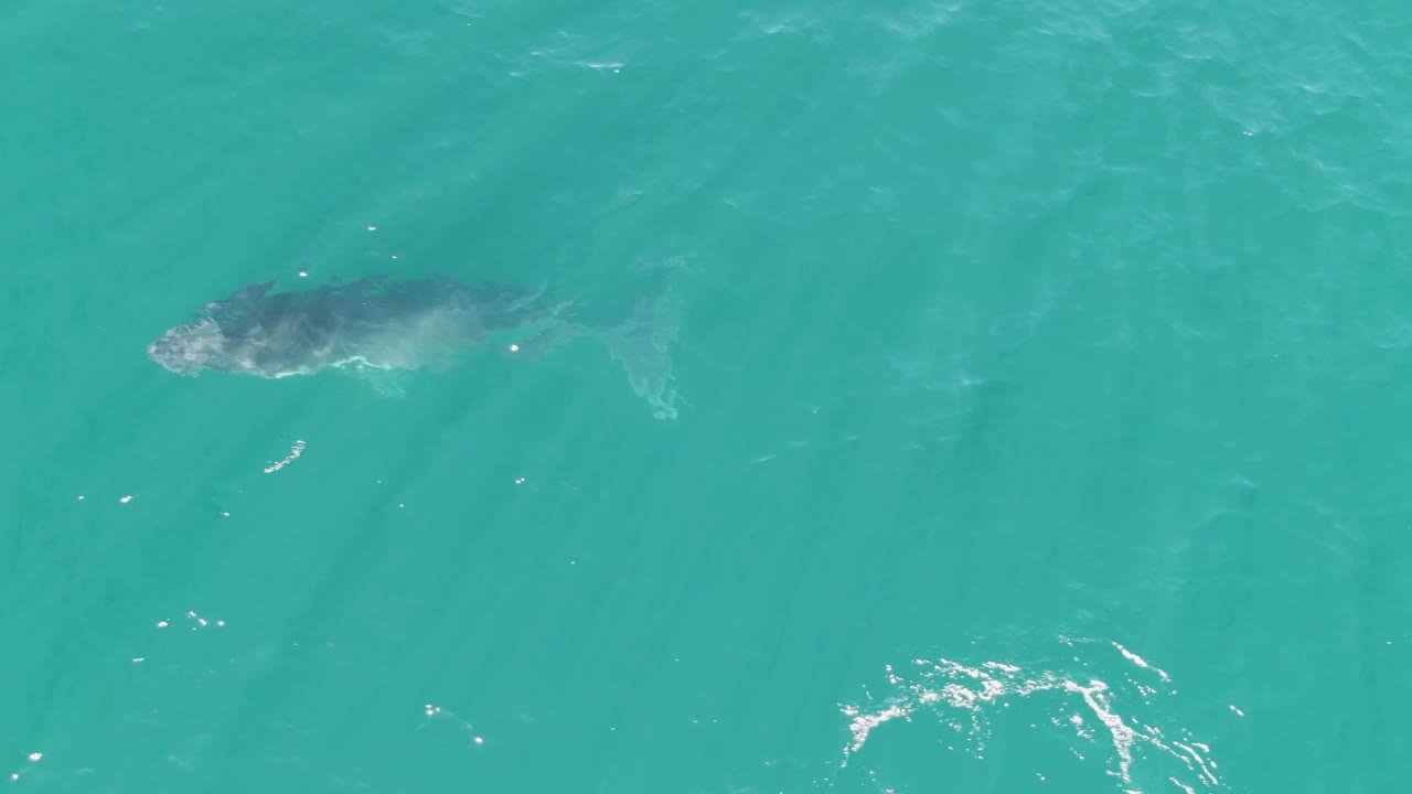 A whale remains below the clear turquoise surface at Punta Gorda Beach, Baja California Sur, with a small pale wake trailing near its tail and no visible people.
