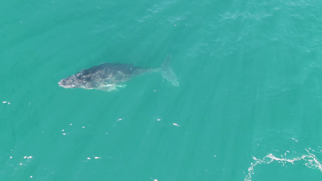 The whale appears closer to the surface in the overhead frame at Punta Gorda Beach, Baja California Sur, with bright water highlights nearby and no visible people.