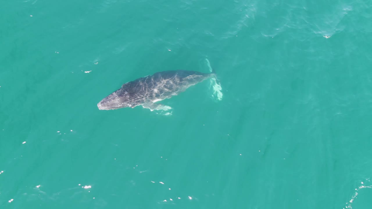 A whale glides through open turquoise water at Punta Gorda Beach, Baja California Sur, with a pale patch of disturbed water near its body and no visible people.