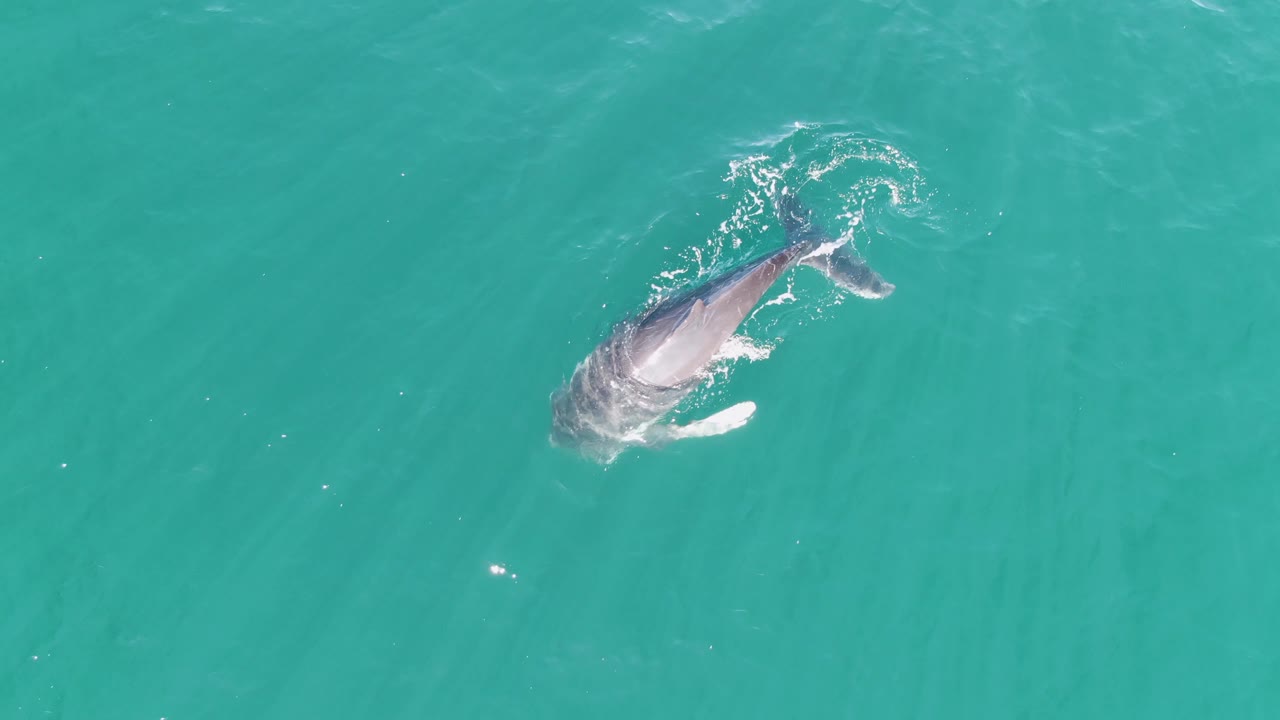 Aerial view of a humpback whale near the surface at Punta Gorda Beach, Baja California Sur, with pale tail movement and no visible people.