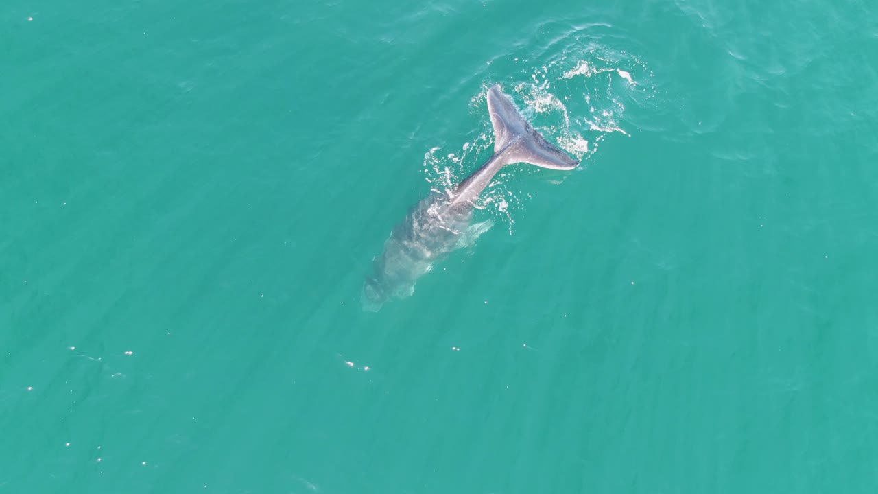 Aerial frame from Punta Gorda Beach showing the whale's tail flukes at the surface, with its submerged body trailing through clear turquoise water and no visible people.