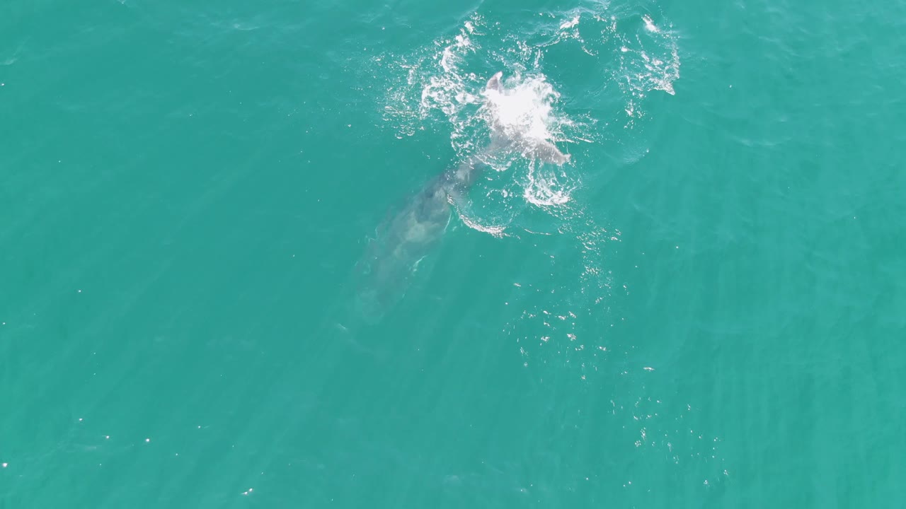 Aerial view at Punta Gorda Beach with the whale mostly underwater beside a bright white surface splash in turquoise ocean, with no visible people.