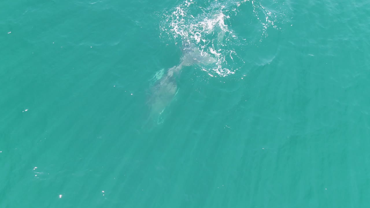 Whale shadow below a patch of surface foam