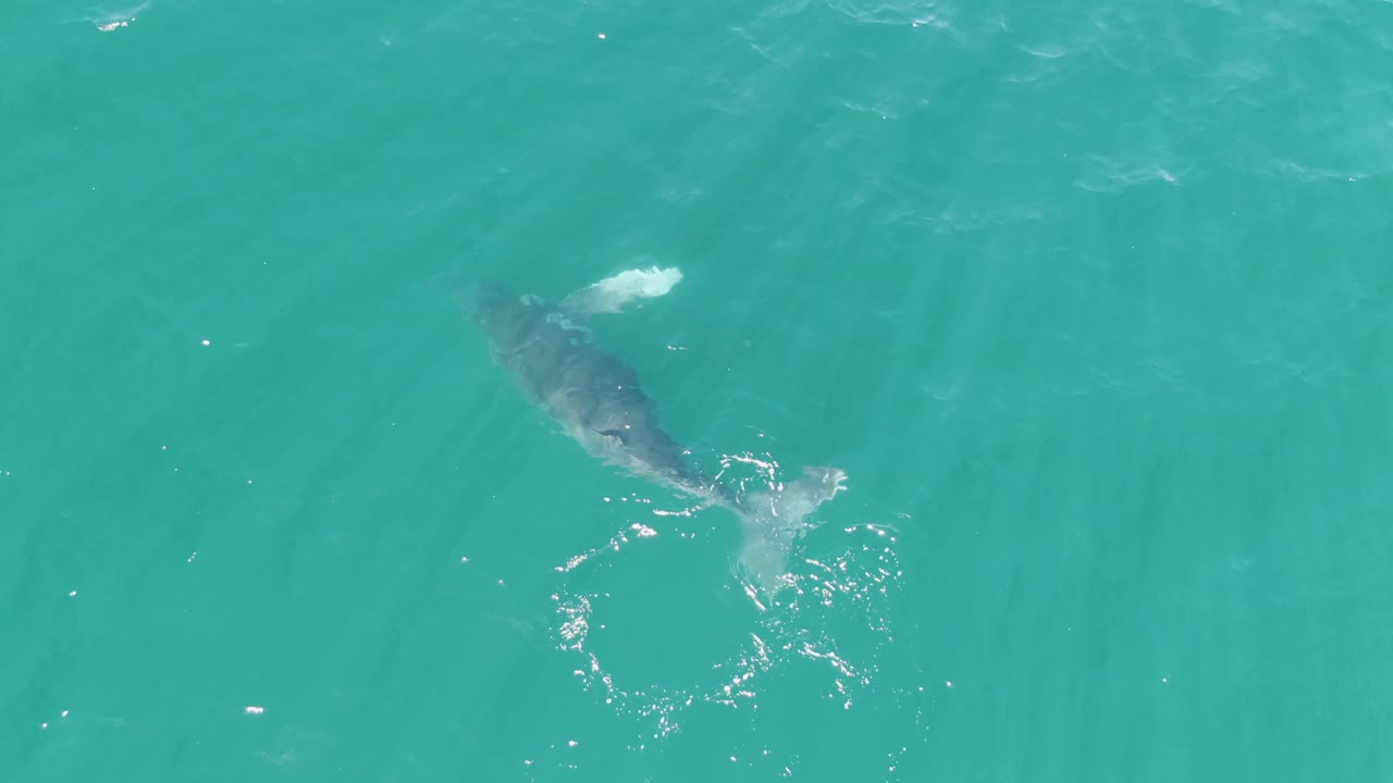 Whale near the surface in turquoise ocean water