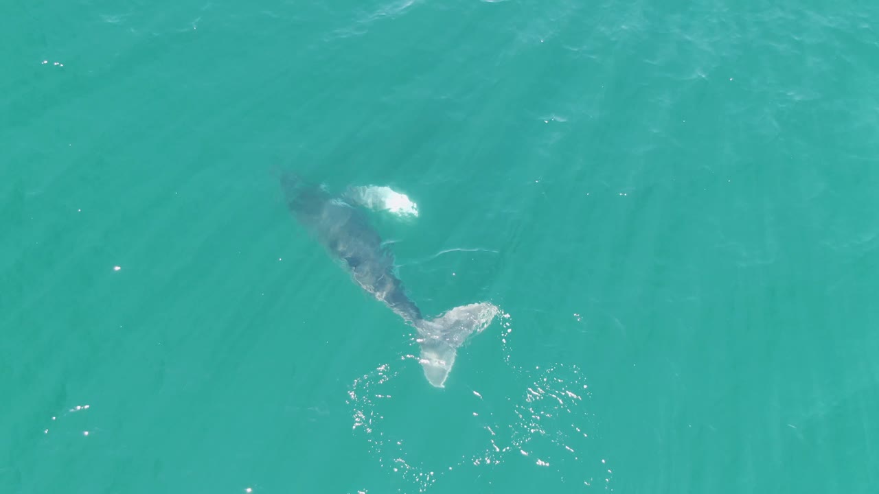 Overhead frame of the whale more centered in clear turquoise water at Punta Gorda Beach, Baja California Sur, with its tail and bright surface sparkle visible and no visible people.