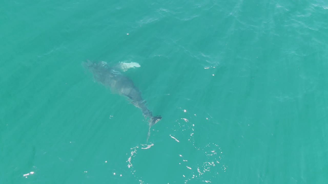 Overhead view of the whale angled across turquoise ocean water at Punta Gorda Beach, Baja California Sur, with a small splash trail behind it and no visible people.