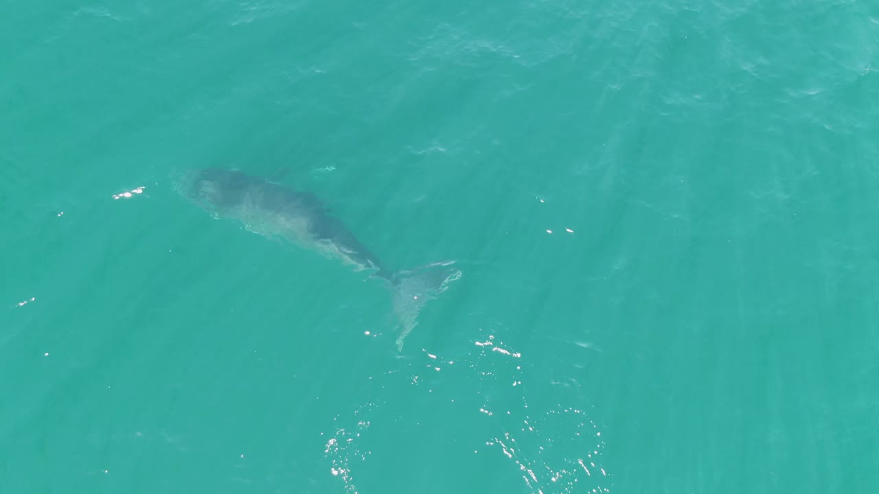 Overhead frame of the whale partly submerged toward the left side of turquoise water at Punta Gorda Beach, Baja California Sur, with faint wave texture and no visible people.
