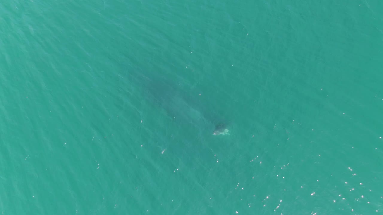 Dark marine animal just below turquoise water near the upper center.