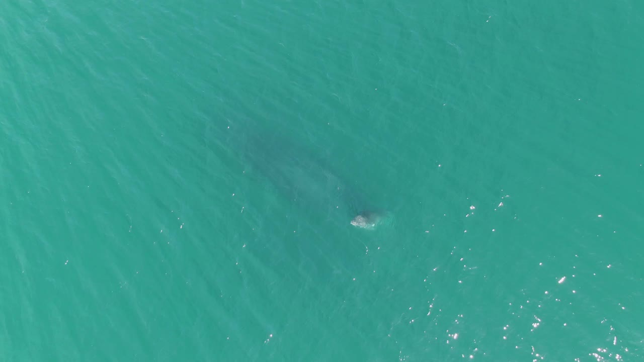 At Punta Gorda Beach in Baja California Sur, the marine animal remains partly submerged under clear turquoise water, with brighter sparkles on the surface and no visible people.