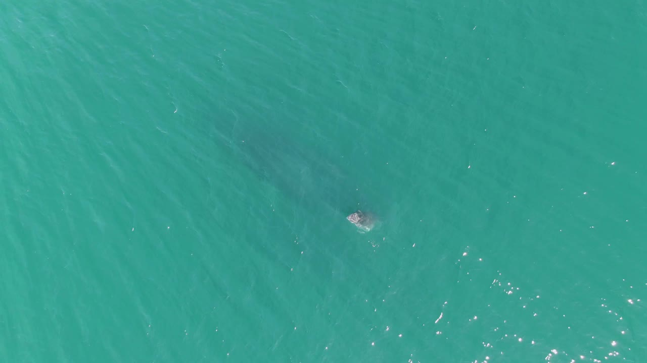 At Punta Gorda Beach in Baja California Sur, a small dark surfacing shape sits near the upper right of the turquoise water field, with scattered highlights and no visible people.