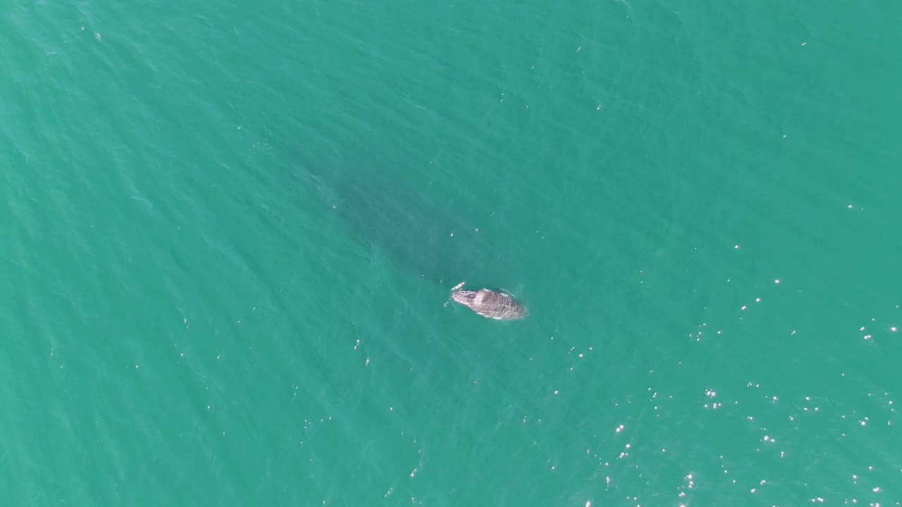 At Punta Gorda Beach in Baja California Sur, the whale-like animal is more visible near the lower left, breaking the turquoise surface with a pale splash line and no visible people.