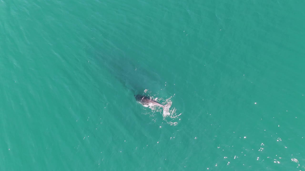 Overhead view of a humpback whale below turquoise ocean water.