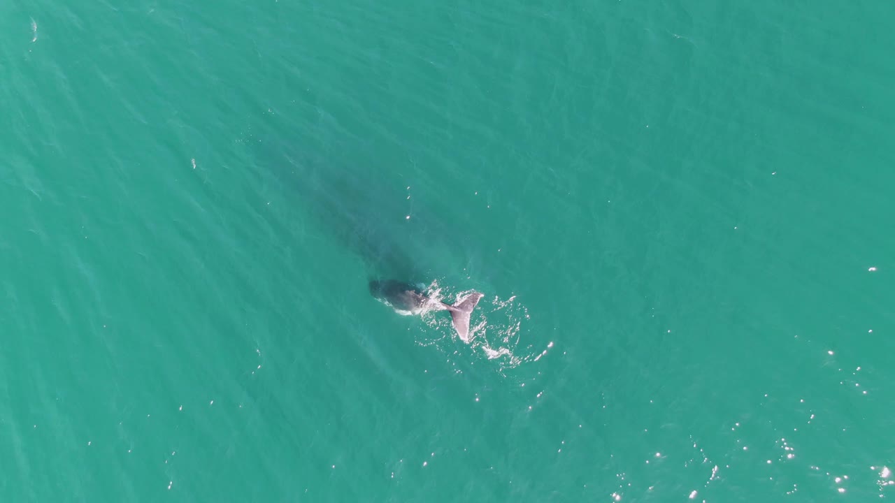 A humpback whale's tail fluke shows more clearly beneath the surface at Punta Gorda Beach, with white water trailing behind it and no visible people.