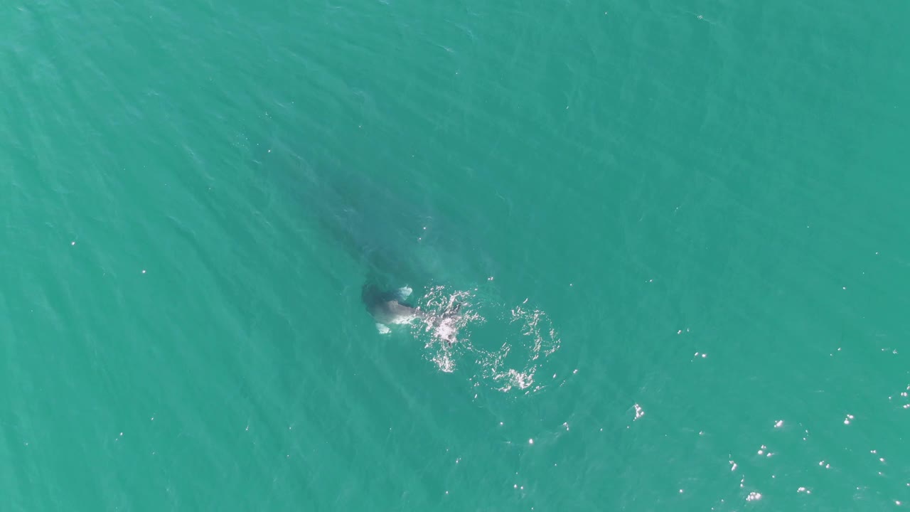 The whale is partly submerged in open turquoise water off Punta Gorda Beach, with a foamy splash pattern behind the darker body shape and no visible people.