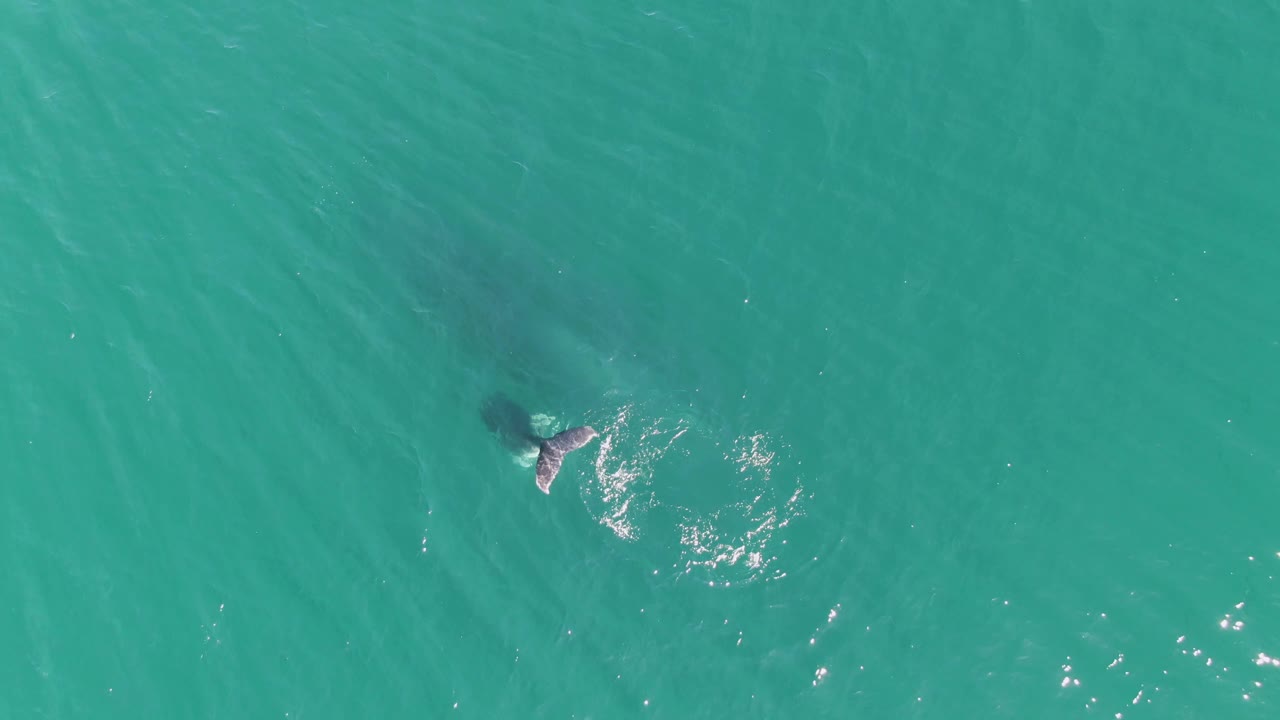 At the lower part of the runtime, the humpback whale's tail and body shadow sit beneath the turquoise water near Punta Gorda Beach, with small ripples and no visible people.