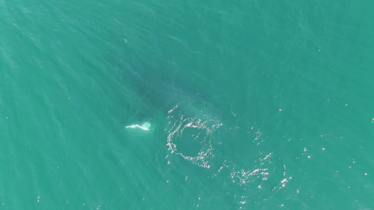 Overhead view at Punta Gorda Beach, Baja California Sur, Mexico, showing a pale marine animal shape beneath turquoise water with small surface ripples and no visible people.