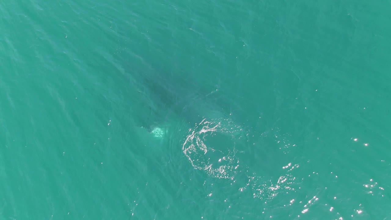 At 0:01, the overhead frame from Punta Gorda Beach shows the underwater animal more centered in open turquoise sea, with a broken ring of ripples and no visible people.