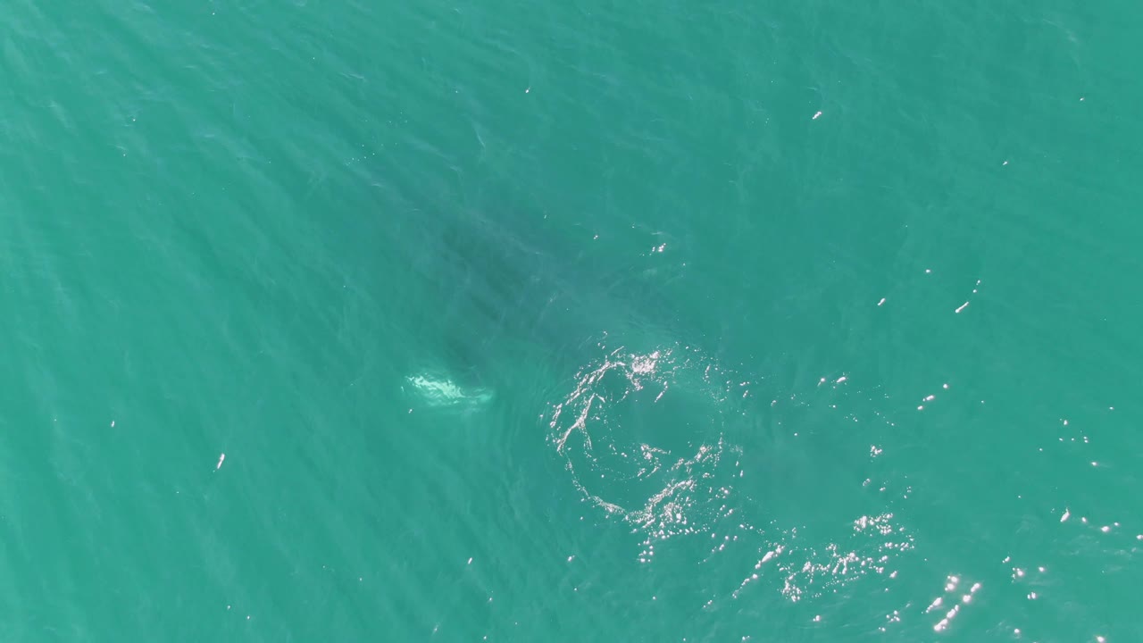 At 0:02 near Punta Gorda Beach, a pale fin or back appears near the surface in turquoise water, with white bubbles trailing nearby and no visible people.