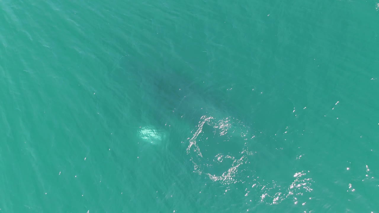 Turquoise ocean with marine animal shape, ripples, and a pale patch below the surface.