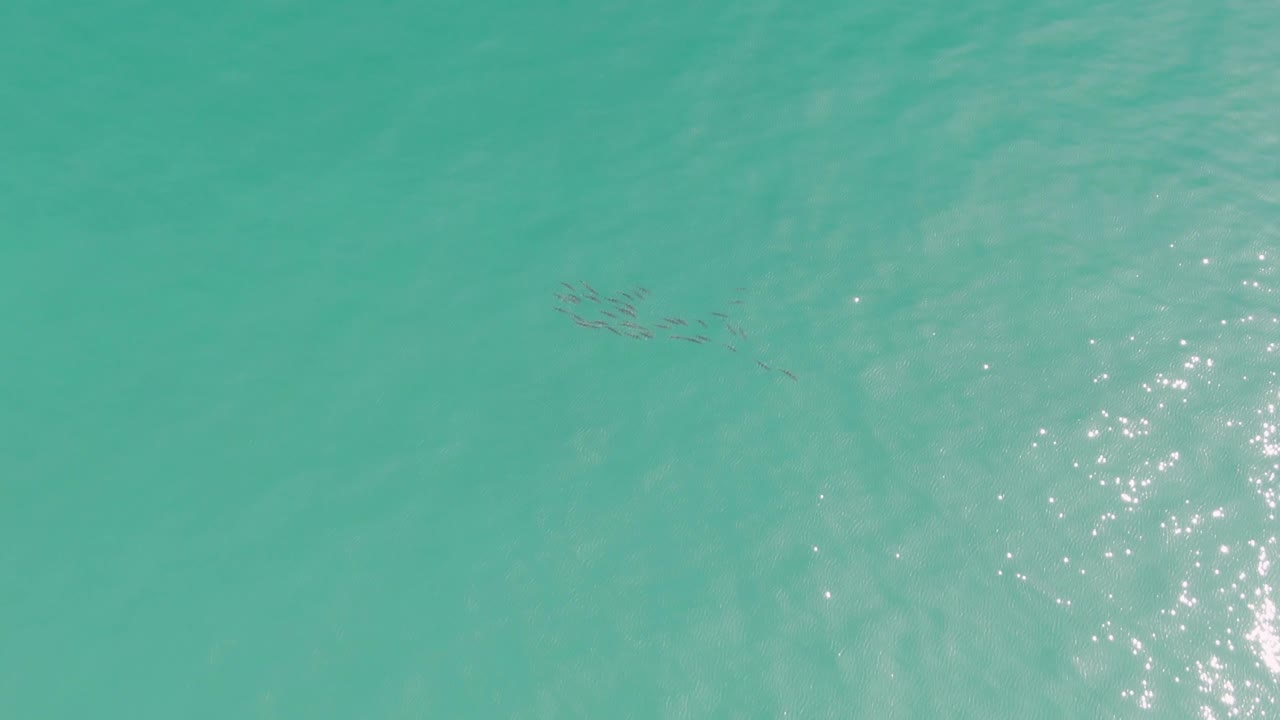 At Punta Gorda Beach in Baja California Sur, the fish school sits higher in the frame over pale sandy water texture while sun glints collect along the right side and no visible people appear.