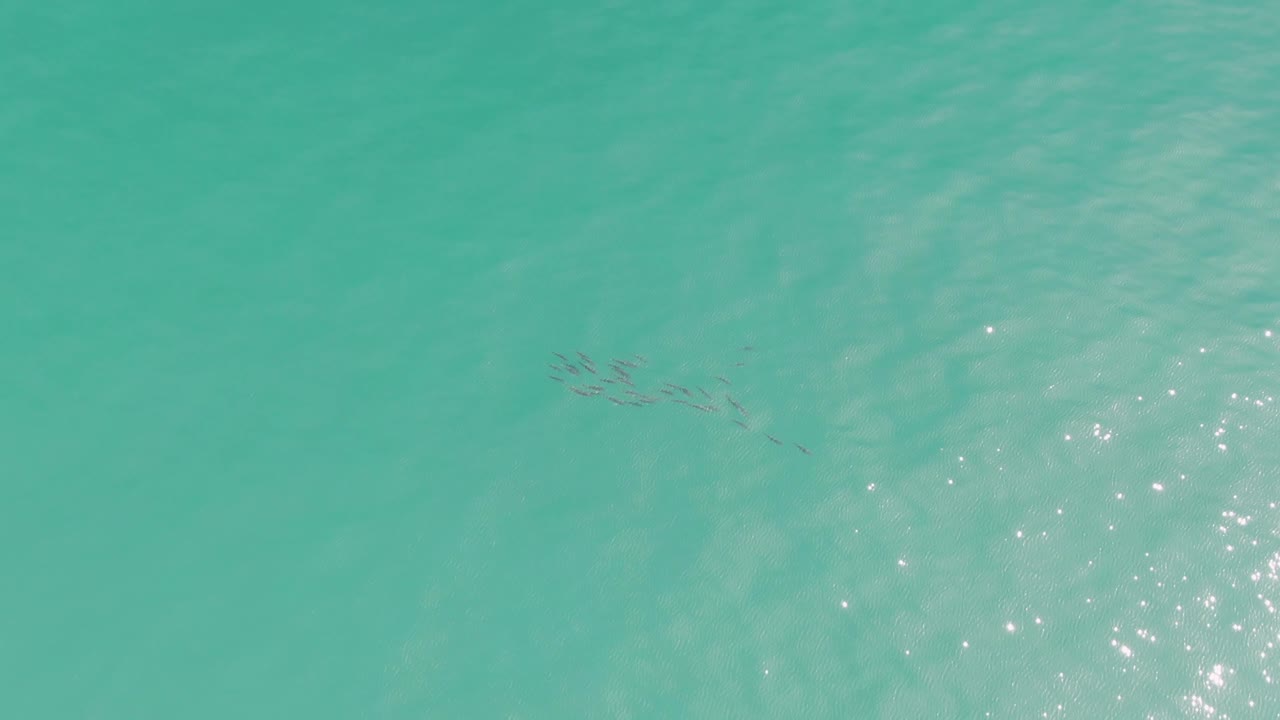 At Punta Gorda Beach in Baja California Sur, the small dark fish stretch into a thin formation near the upper center of the turquoise water with bright shimmer to the right and no visible people.