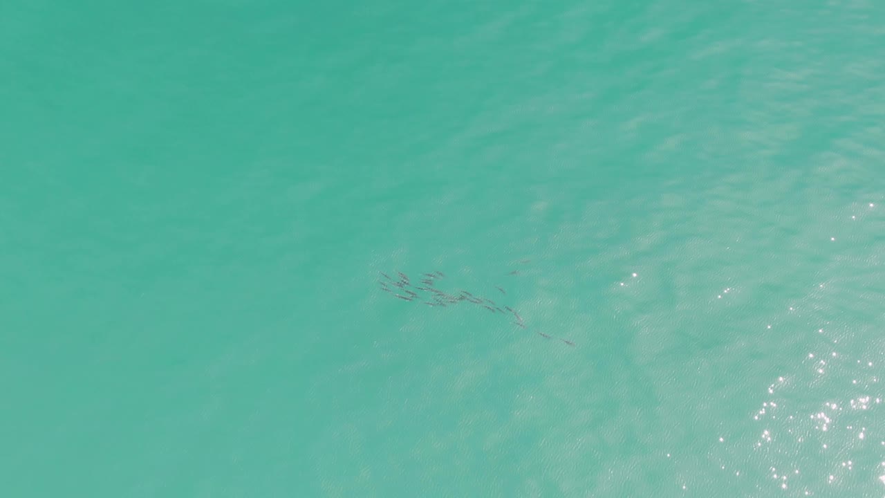 Fish school in turquoise water with wider open water around it.