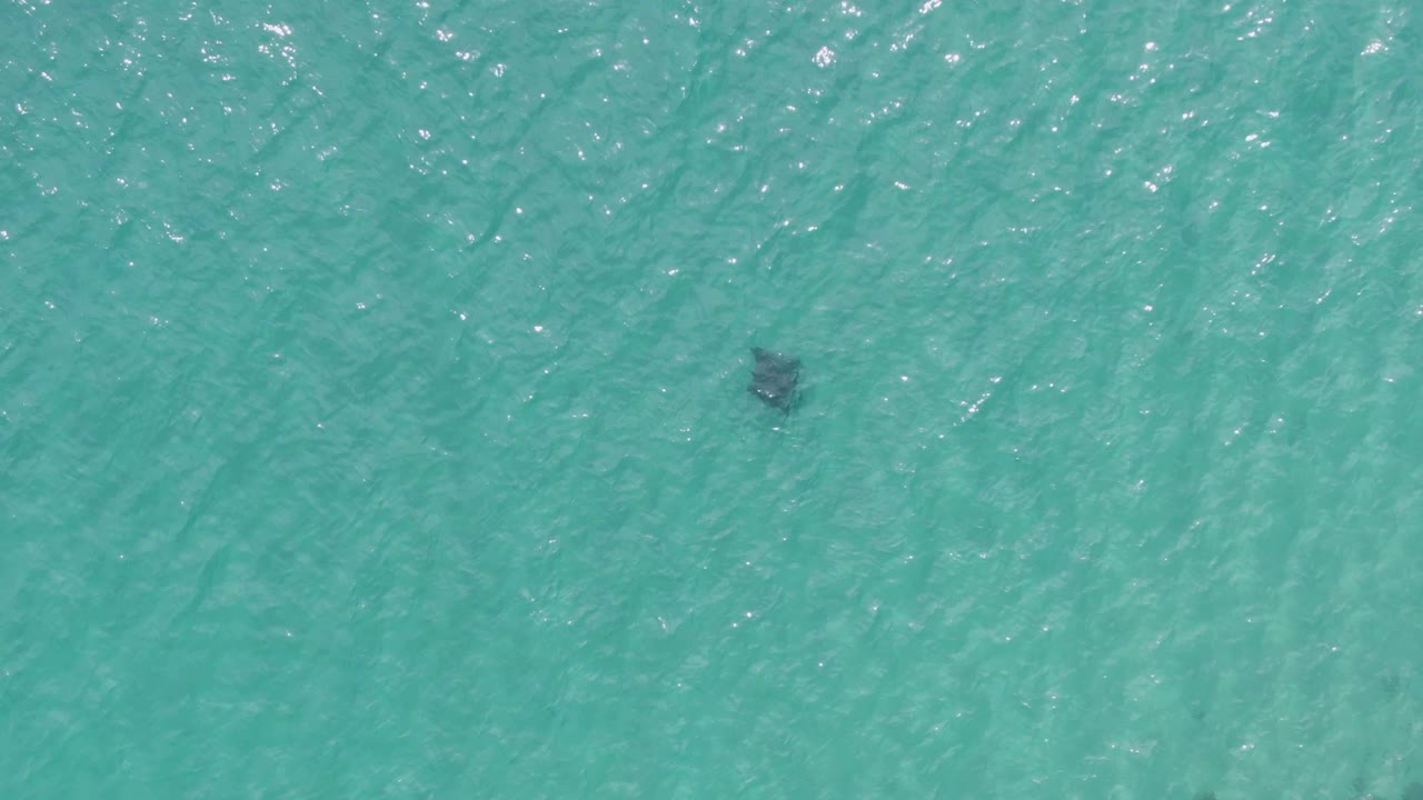 A small dark animal shape sits below rippled turquoise water at Puerto Los Cabos Beach, Baja California Sur, with bright flecks of sunlight and no visible people.