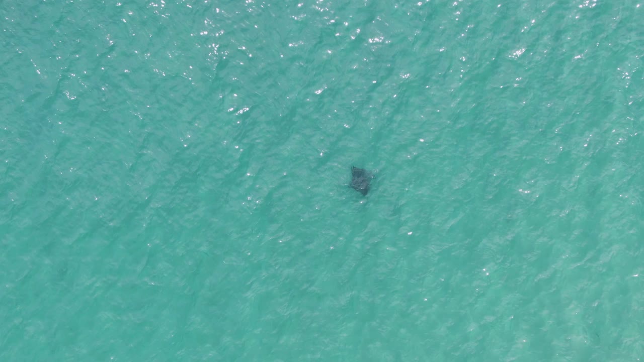 Overhead frame of a dark marine animal under bright turquoise ocean water at Puerto Los Cabos Beach, Baja California Sur, with light surface texture and no visible people.